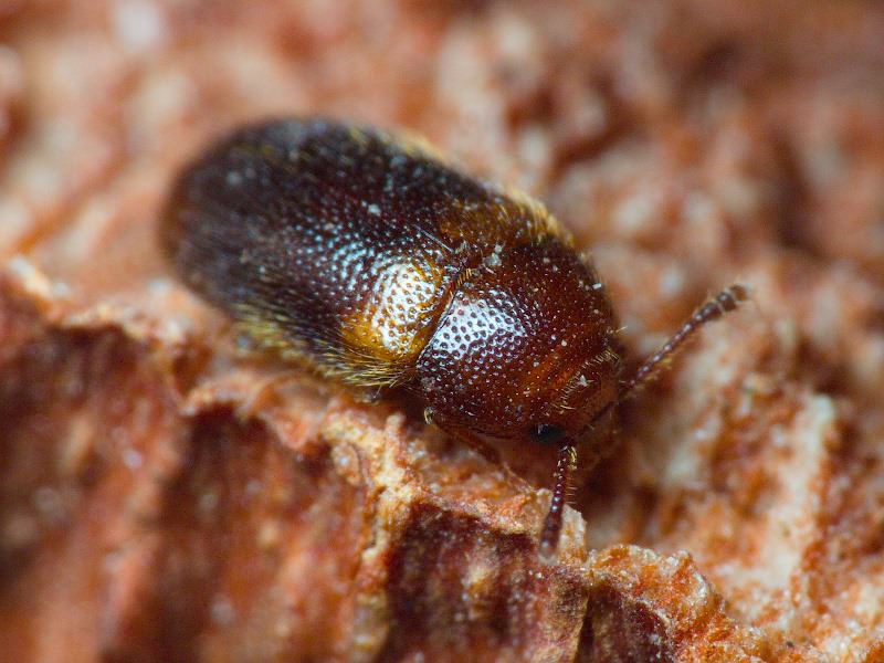 Triphyllus bicolor (Fabricius, 1777)